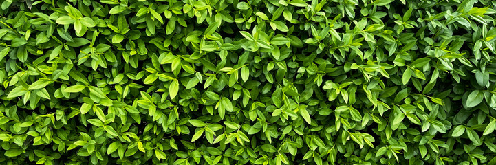 Fototapeta na wymiar A lush green backdrop of leaves forms a textured pattern, epitomizing the beauty of natural foliage.