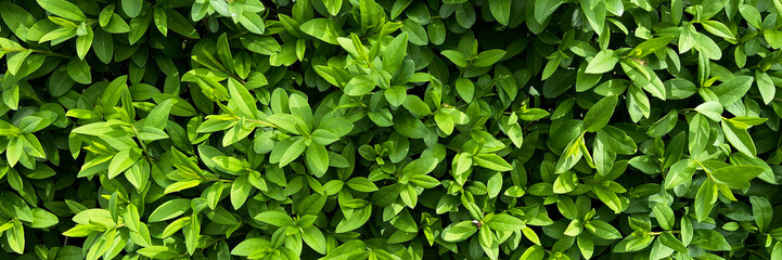 In gardening, lush green leaves create a vibrant backdrop, embodying the beauty of nature's...