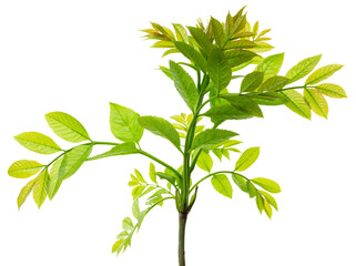 Green spring foliage. Green elderberry leaves.Herbal medicine. Healthy food concept. elderberry...