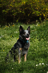 Portrait of an Australian cattle dog in a spring park. A happy beautiful grey spotted purebred dog with red cheeks sits in green grass. Blue Heeler with blue bow tie.