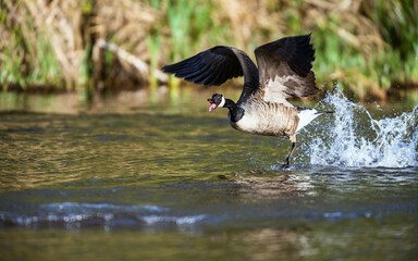 Canada Goose, Branta canadensis, bird running on water. - 788136054
