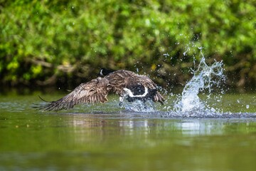 Canada Goose, Branta canadensis, bird running on water.
