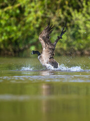 Canada Goose, Branta canadensis, bird running on water. - 788136219