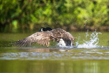 Canada Goose, Branta canadensis, bird running on water. - 788136401