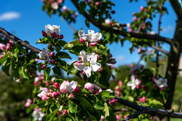Beautiful blooming apple tree close-up. Apple tree in bloom.