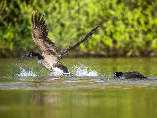 Canada Goose, Branta canadensis, bird running on water. - 788136484