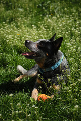 Portrait of an Australian cattle dog in a spring park playing with toy carrot. A happy beautiful...