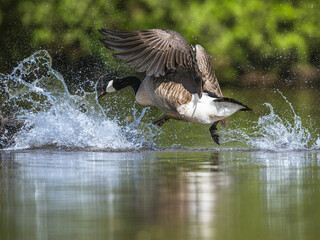 Canada Goose, Branta canadensis, geese in a water fight. - 788136678