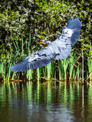 Grey Heron, Ardea cinerea, bird in flight over spring lake - 788136800