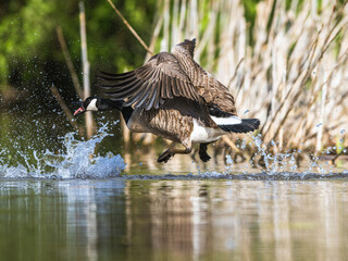 Canada Goose, Branta canadensis, bird running on water. - 788136818