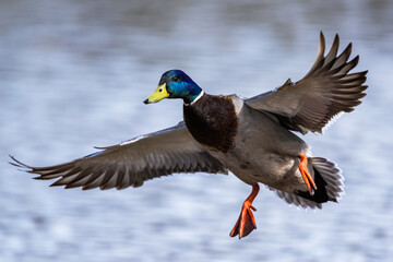 Male of Mallard, Anas platyrhynchos, bird in flight over spring lake - 788136899
