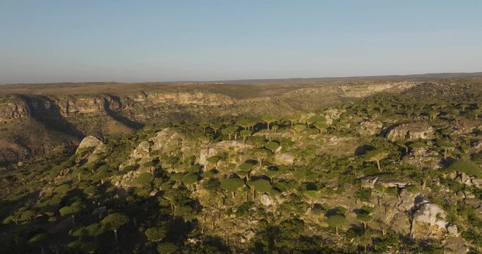 Aerial view of Baobab trees in Diksam National Park, Socotra Island, Yemen.