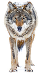 Obraz premium Front view gray wolf walking forward and looking sharply forward isolated on white background