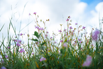 Flower field, meadow flowers in soft warm light. Autumn landscape blurry nature background. - 788138051