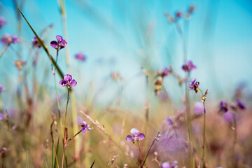 Flower field, meadow flowers in soft warm light. Autumn landscape blurry nature background. - 788138056