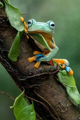 Green Flying frog (Rachophorus reinwardtii) native to Java, Indonesia, is beautiful tree frog.