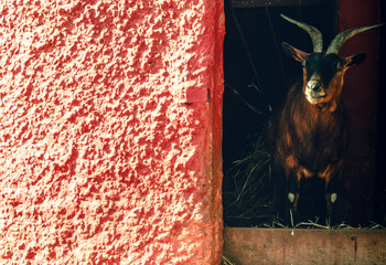 A charming brown goat stands gracefully beside a weathered red wall, its curious gaze capturing the...