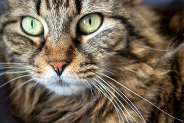 Close-Up Portrait of Magnificent Multicolored Cat - Headshot
