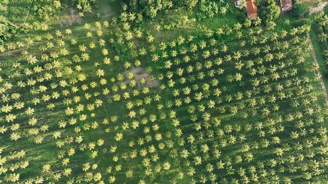 Aerial overhead view smallholder coconut palm plantation with corn intercropping in Indonesia. Rising drone view.