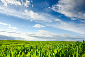 Young green wheat on spring agricultural field. Beautiful blue sky with clouds on background. Landscape photography