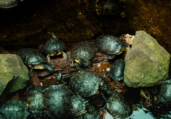 A captivating scene unfolds as a group of turtles gracefully swim together in tranquil waters....