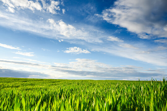 Young green wheat on spring agricultural field. Beautiful blue sky with clouds on background. Landscape photography