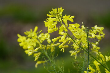 Kohlrabi blossom, Blooming plant in the 2nd year (Brassica oleracea var. gongylodes L.), is a...