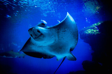  A majestic eagle ray glides through an expansive aquatic tank, surrounded by a diverse array of...