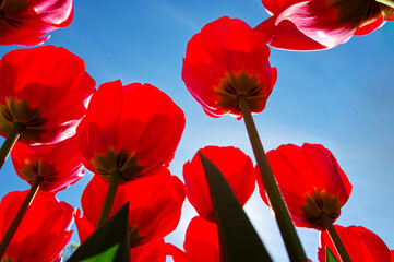 Amazing red tulips against the blue sky