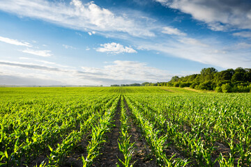 Young green corn on the agricultural field. Blue sky on background. Rows of lush corns seedlings. Rural agricultural landscape