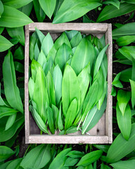 Wooden box with bunch of fresh bear's wild garlic in spring forest close up