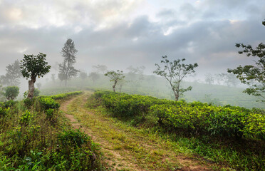 Tea plantation - 788145250