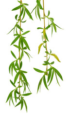 Young foliage and flowers of willow. transparent , png.  Spring. nature. Flowering  branches willow.