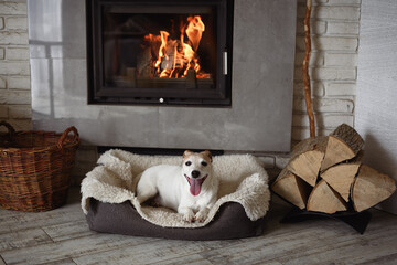 Smiling Jack Russell Terrier dog with mouth open and tongue hanging out lays on a rug next to a blazing fireplace. Hygge concept