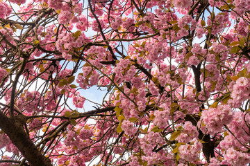 Cherry blossom tree - 788148021