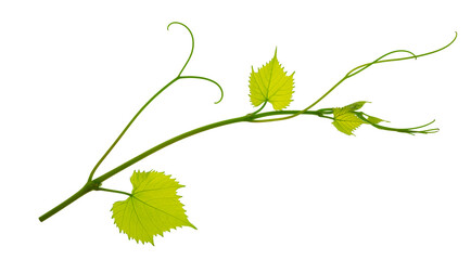 Grape branch . Vine with green fresh leaves and tendrils. Grapevine. on transparent, png. green leaf close-up