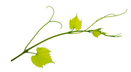 Grape branch . Vine with green fresh leaves and tendrils. Grapevine. on transparent, png. green leaf close-up