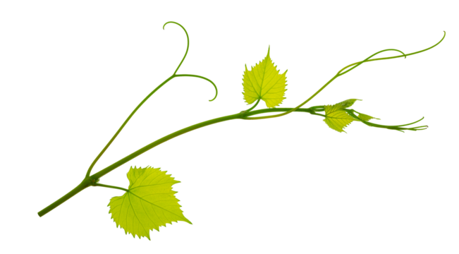 Grape branch . Vine with green fresh leaves and tendrils. Grapevine. on transparent, png. green leaf close-up