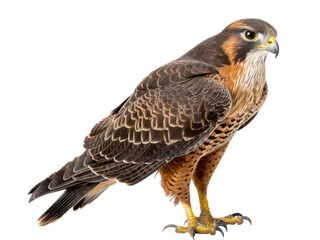 Naklejka premium A majestic hawk stands proudly with its sharp talons ready, showcasing its beautifully patterned feathers and keen expression in a bright, natural light against a white background