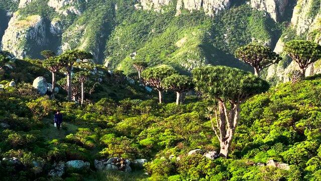 Aerial view of Socotra Island campsite with dragon blood trees and mountains, Qalansiyah, Yemen.