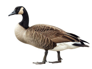 country goose isolated on a transparent background. PNG