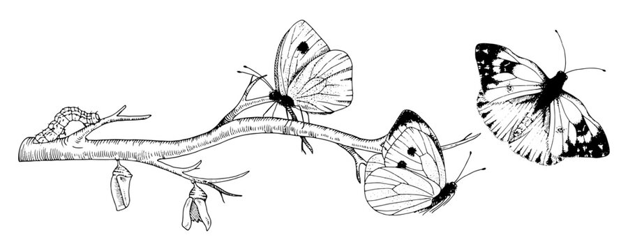 Butterfly Metamorphosis Vector drawing. Hand drawn line art of insect evolution. Black outline illustration of moth transformation. Nature life cycle sketch. On a white isolated background