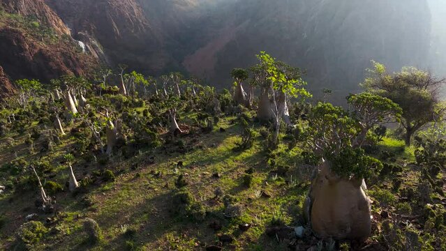 Aerial view of Baobab trees in Socotra Island, Qalansiyah, Yemen.