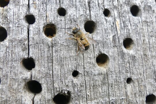 Wildbiene auf einer Nisthilfe mit Bohrlöchern