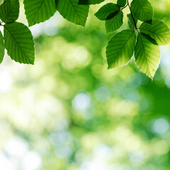 Fototapeta na wymiar Nature background from young green beech leaves in spring forest. Natural backdrop for your project