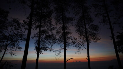 Low angle view of silhouette trees against sky during sunrise, Mawar Campground, Ungaran, Central Java - Powered by Adobe