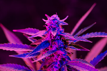 Macro shot of ripe cannabis bud with a purple pink light on indoor farm. Medical cannabis growing concept