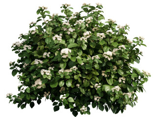 Naklejka premium A lush green bush with clusters of small white flowers thriving in a garden setting during springtime, showcasing vibrant foliage and delicate blooms