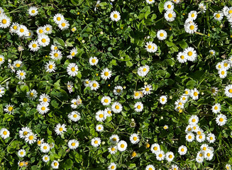 Seamless pattern of a field with daisies. Top view of a grass field with daisies.