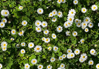 Seamless pattern, daisies in the grass. Top view of a grass field with daisies.